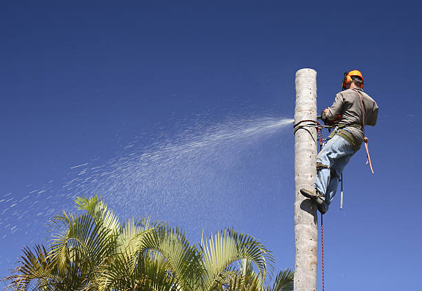 How Our Tree Care Process Works  in  Big Lake, MN