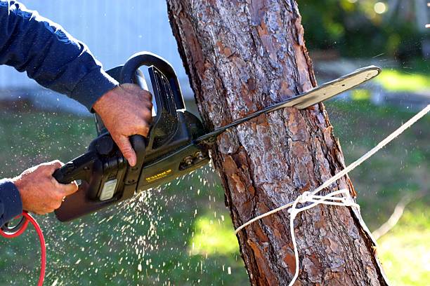 Best Firewood Processing and Delivery  in Big Lake, MN